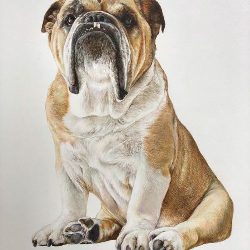 Colored Pencil drawing of Bulldog