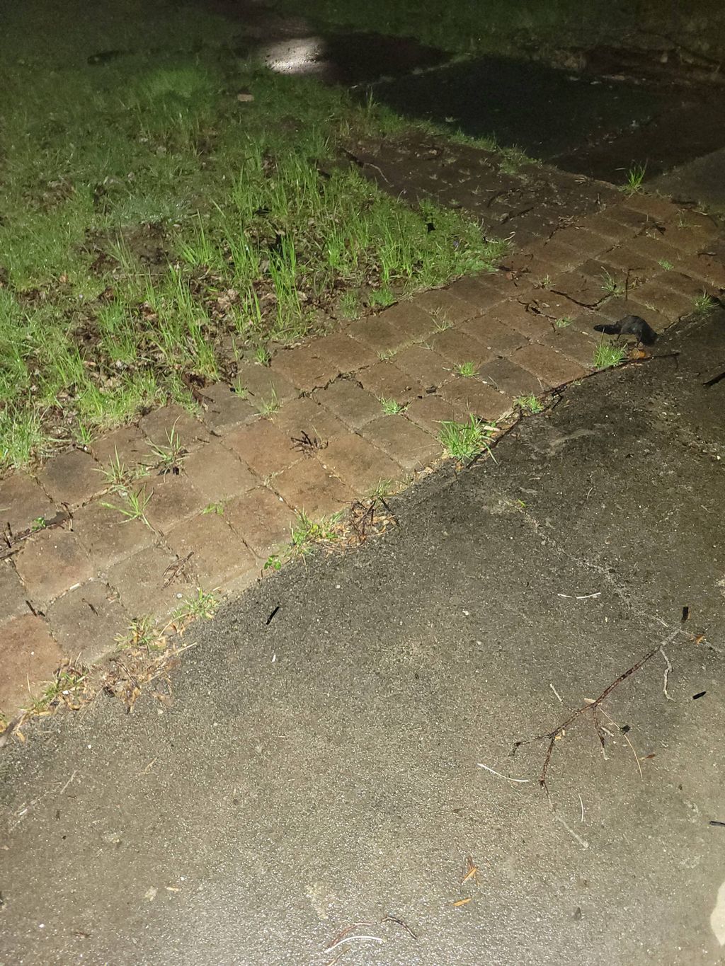 paver installation a year later