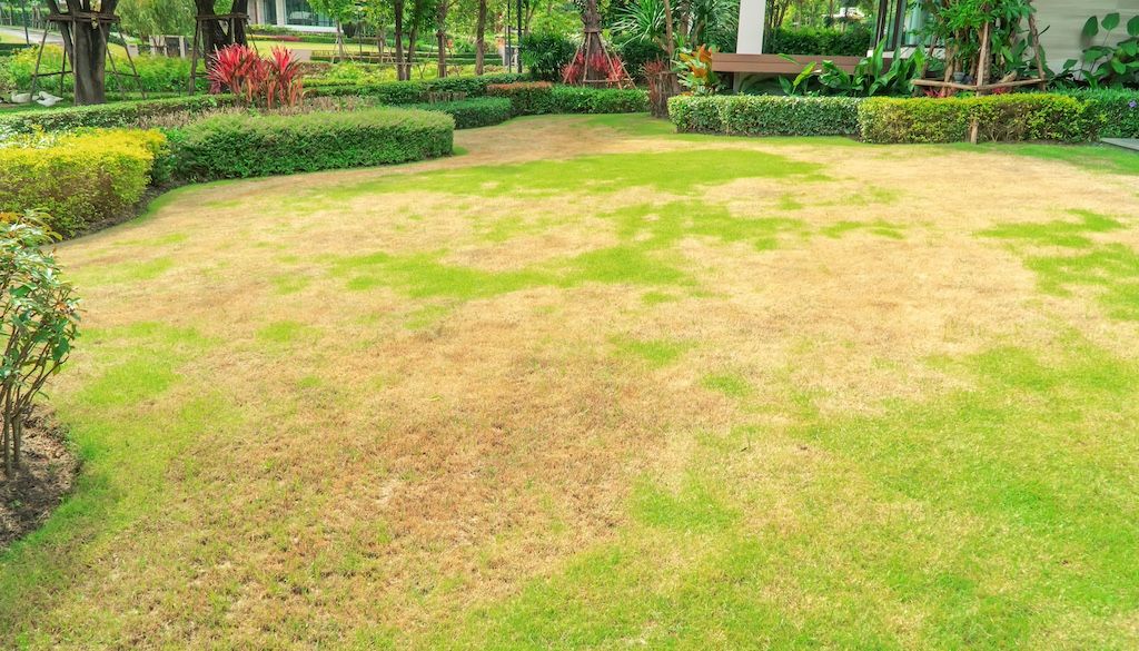brown lawn and dead grass due to pests and disease