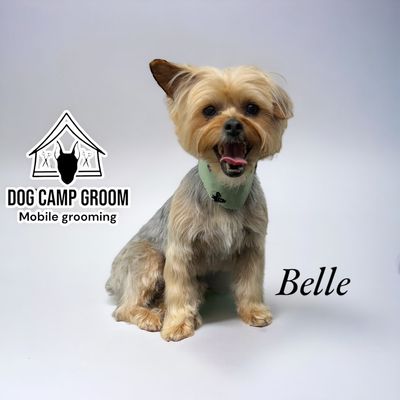 Avatar for Dog Camp Groom