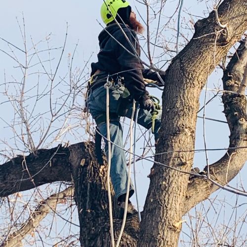 Colorado Native Tree Care is the best! 
They went 