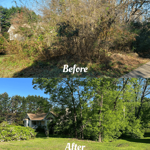 Privet Overgrowth Removal