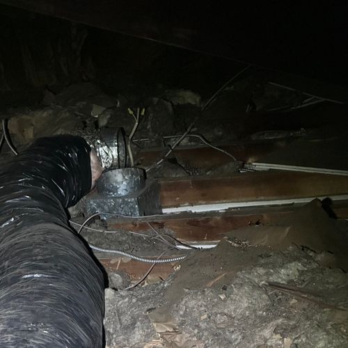Raccoon destroys attic 