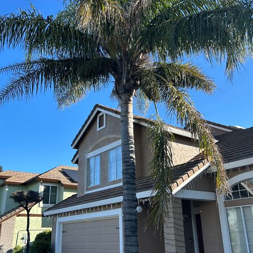 palm cleaning in vacaville 