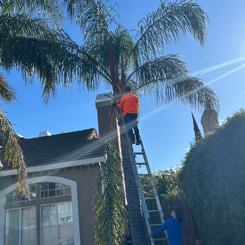 palm cleaning in vacaville 