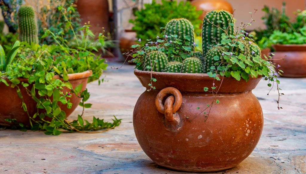 potted succulents for desert yards