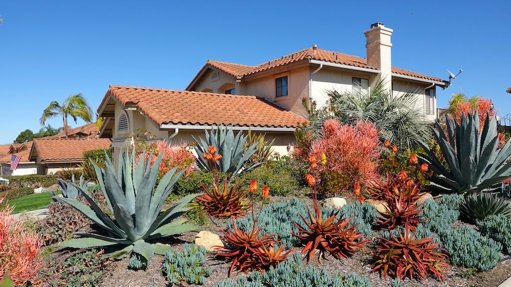 orange and green desert plants in front yard landscaping