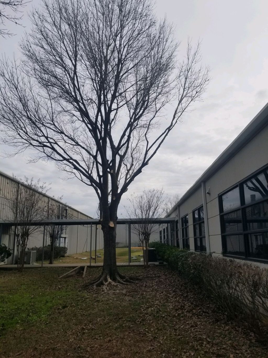 Tree Trimming and Removal