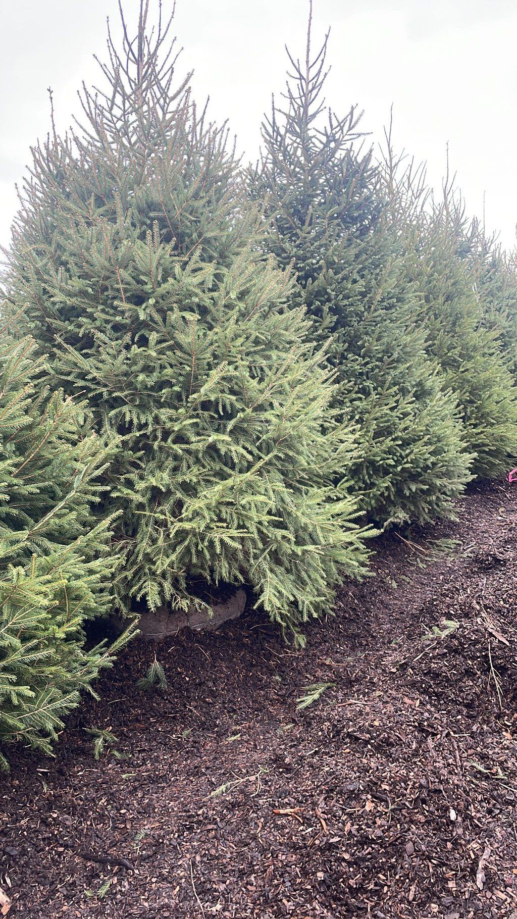Tree installation 
