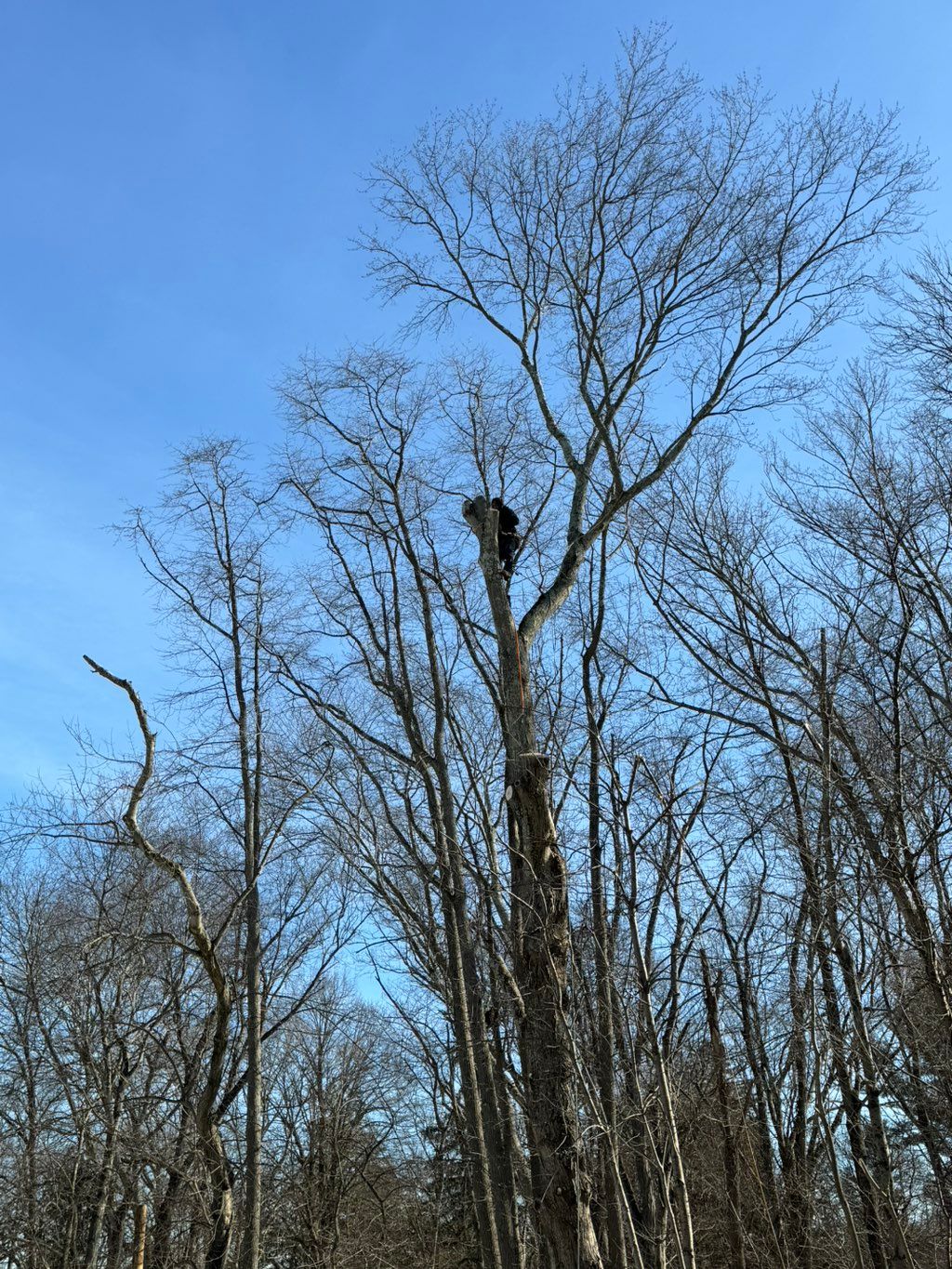 Tree service 