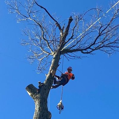 Avatar for E&E Tree Experts LLC