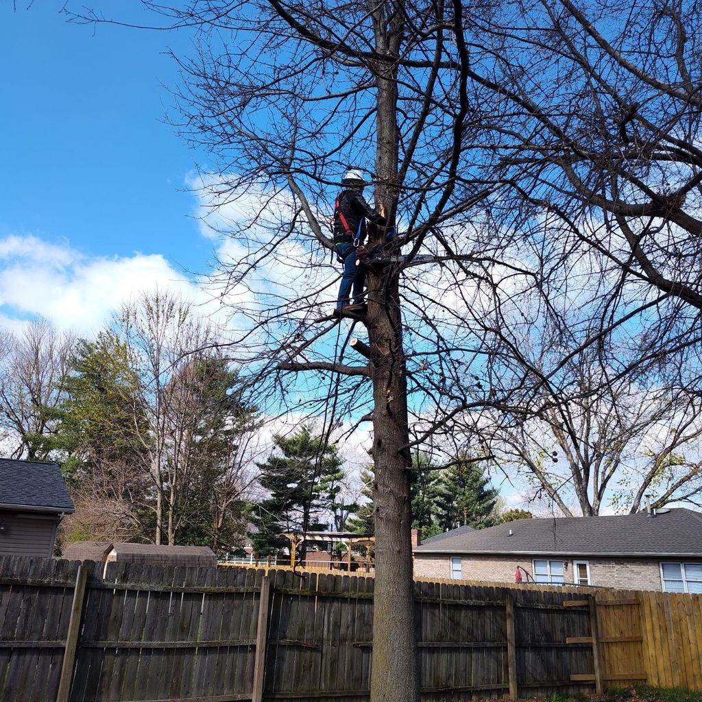 Clarks Tree Services
