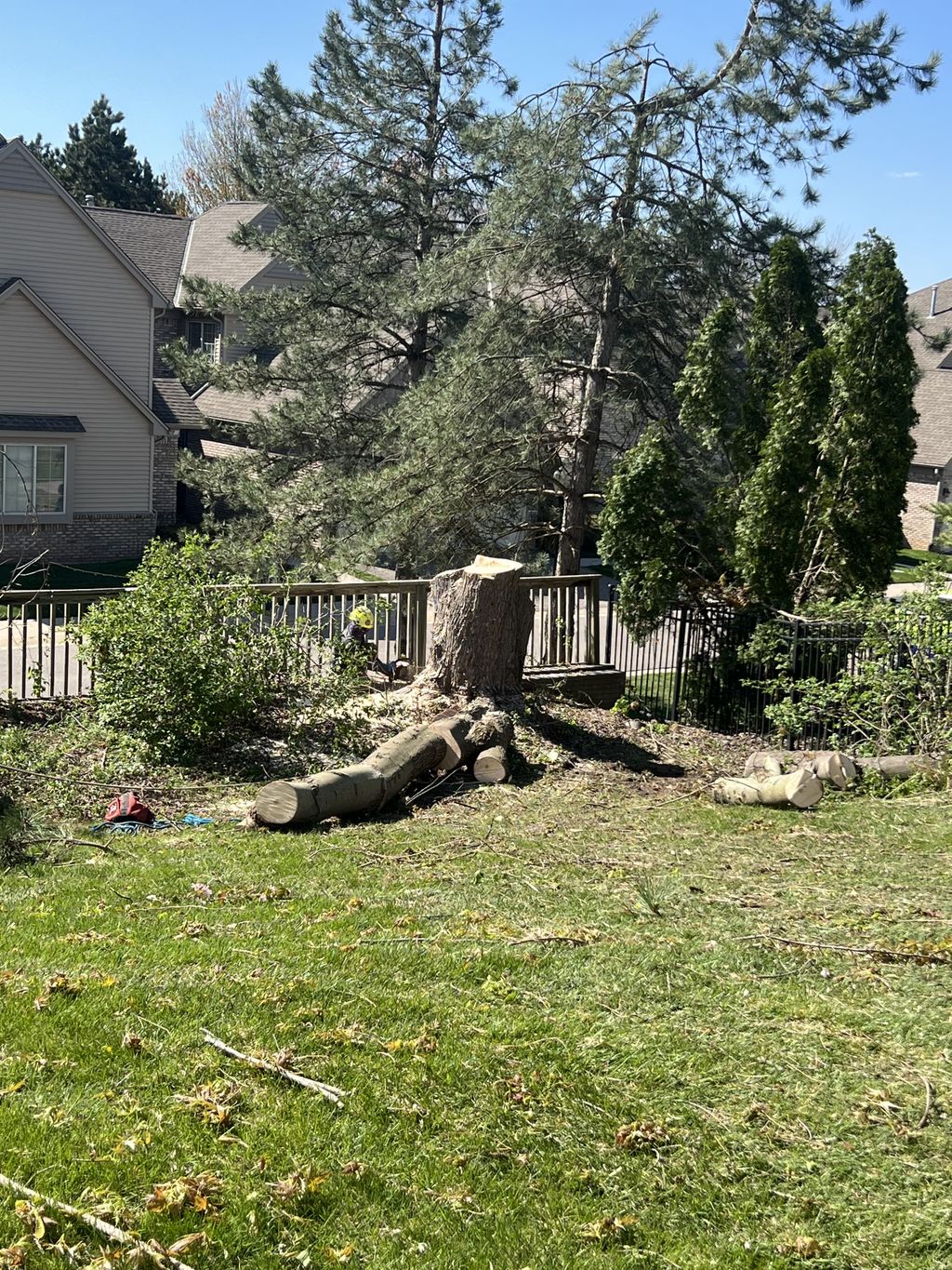 Shrub Trimming and Removal