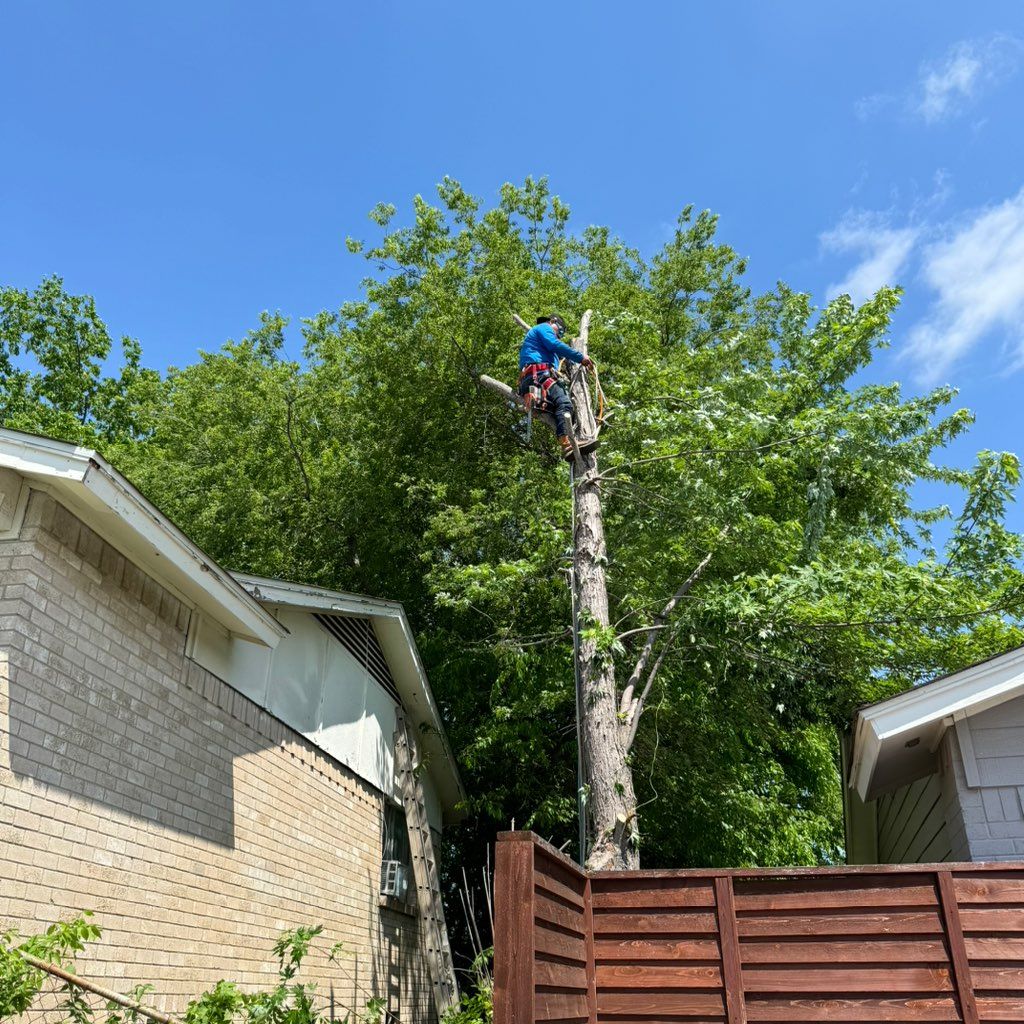 I&B Tree Service and Landscaping