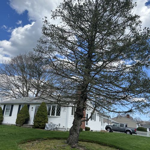 Tree Trimming and Removal