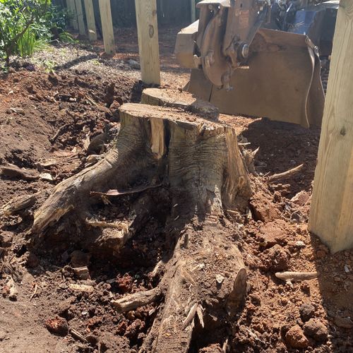 Tree Stump Grinding and Removal