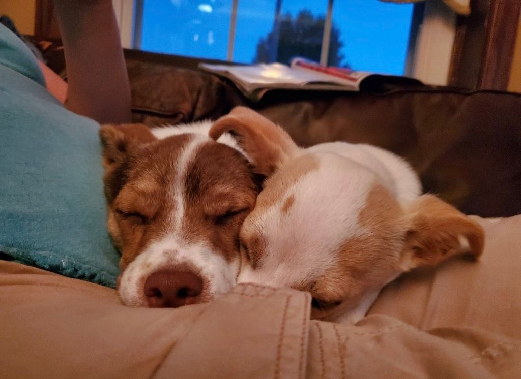 Sleeping babies Rocky & Apollo