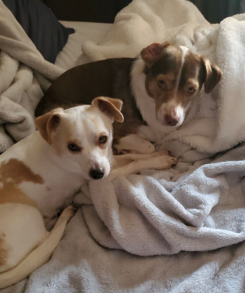 Rocky & Apollo