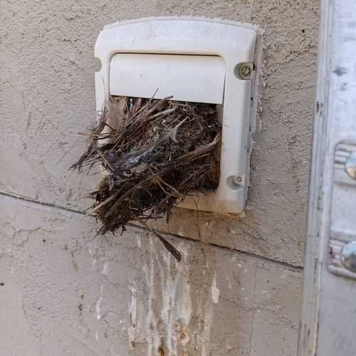 Birds nesting in exhaust vent, we will remove and 
