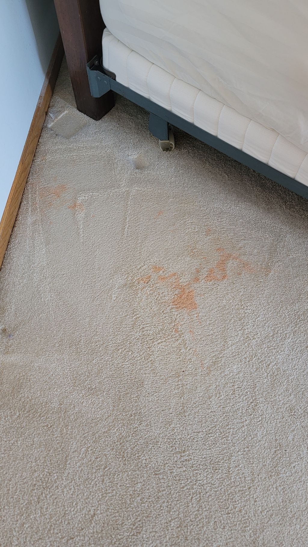 Carpet Cleaning