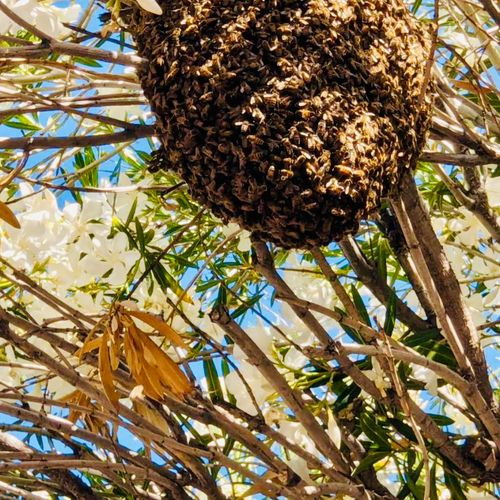 Huge bee hive cluster in the tree saved and reloca