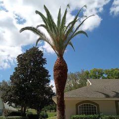 C&J Tree Service And More Llc