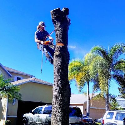 Avatar for All American Tree Service