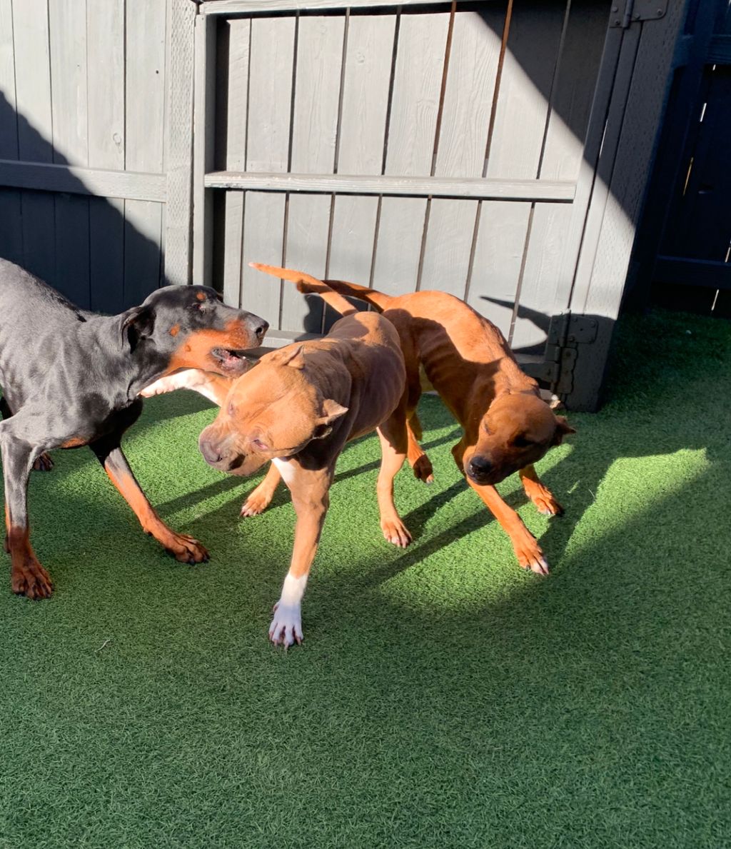 Saint , London & Karma enjoying some sun 