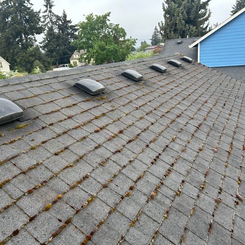 Roof moss removal 