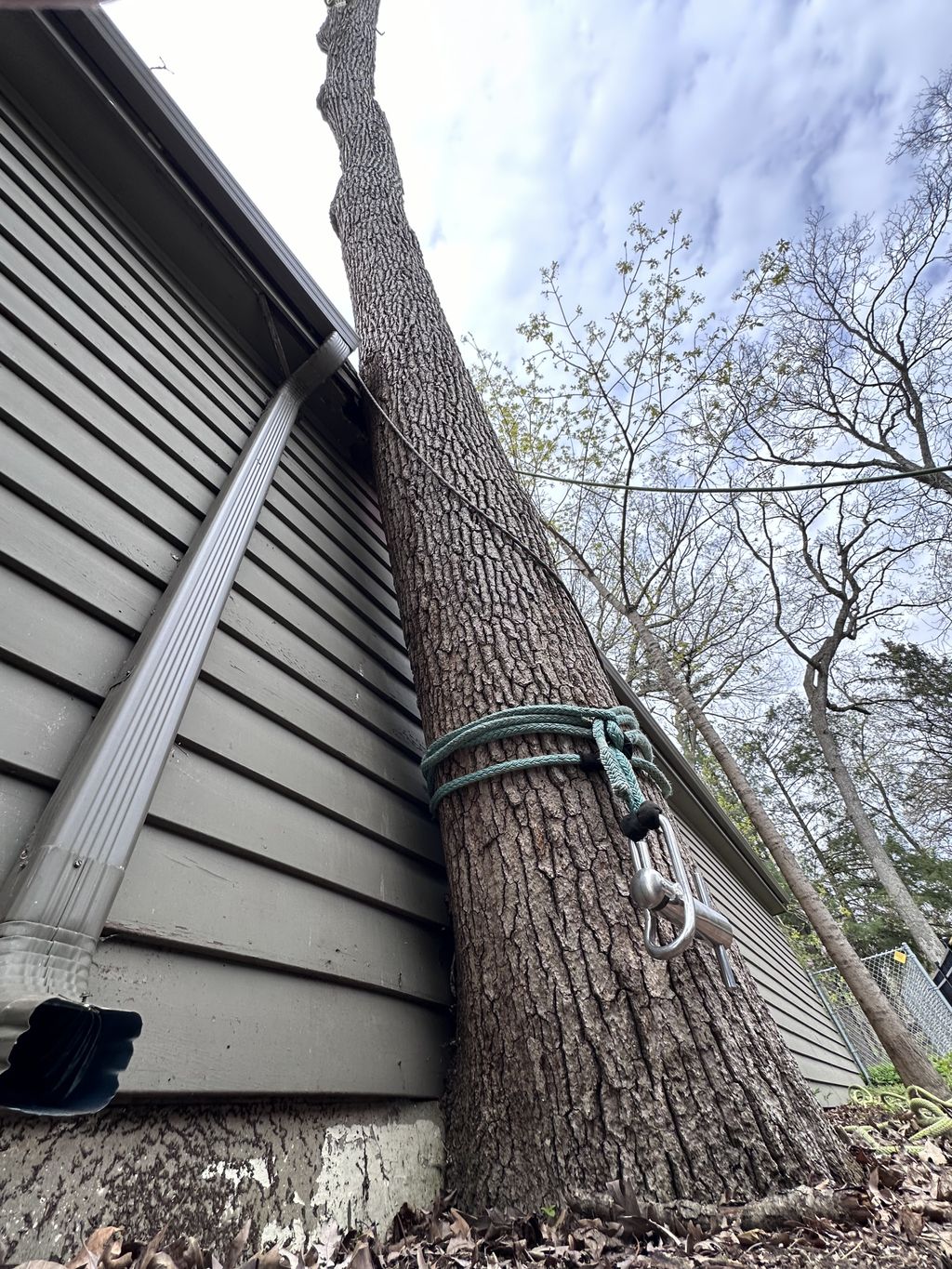 Tree Trimming and Removal