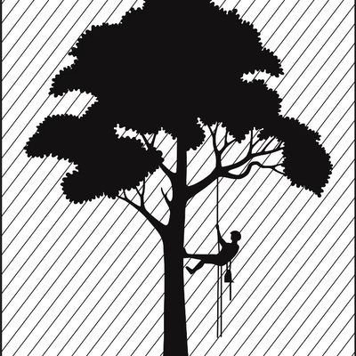 Avatar for Sonoran Forestry (Arboriculture)