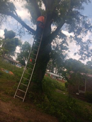 Avatar for handyman and tree service