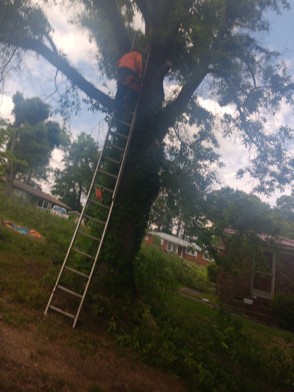 handyman and tree service