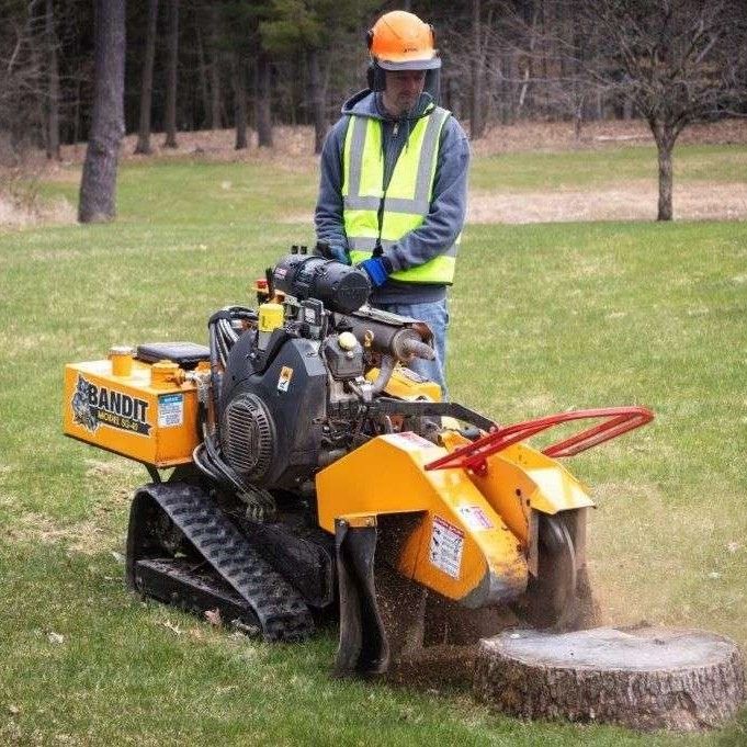 DMV STUMP REMOVAL