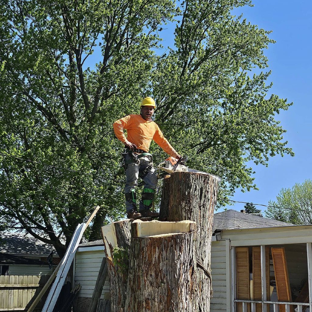 Morales Tree Services and fences