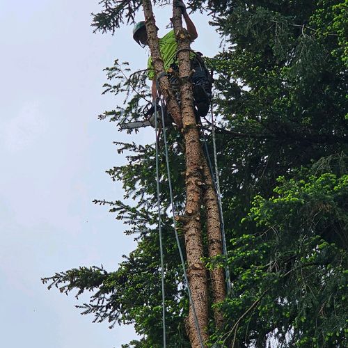 Tree Trimming and Removal