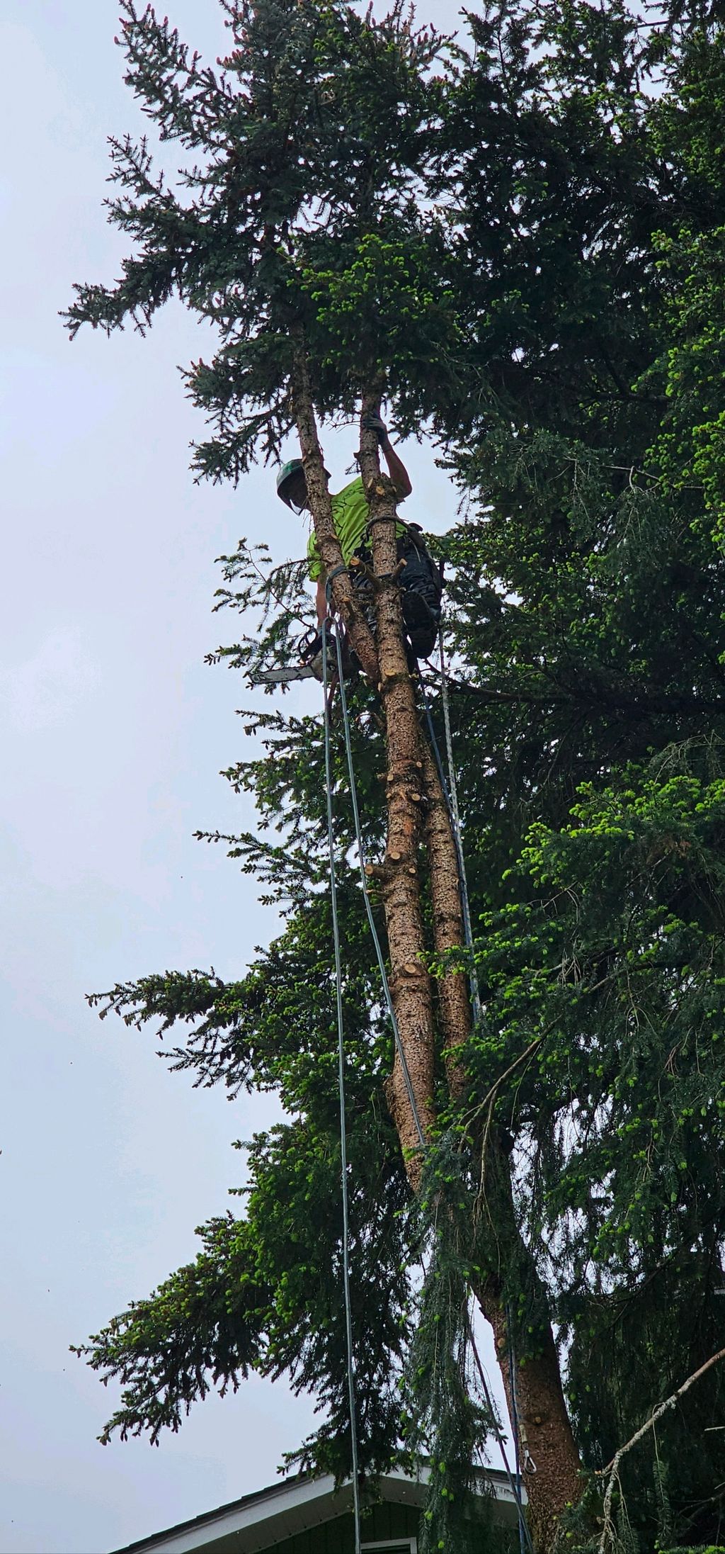 Tree Trimming and Removal