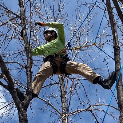 Avatar for Centennial tree care