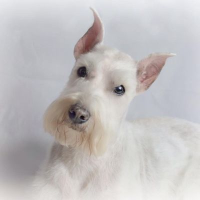 Avatar for The Taylored Canine Mobile Grooming