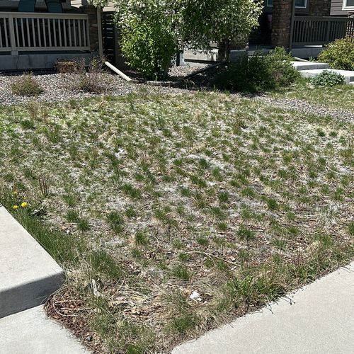 Sod Installation