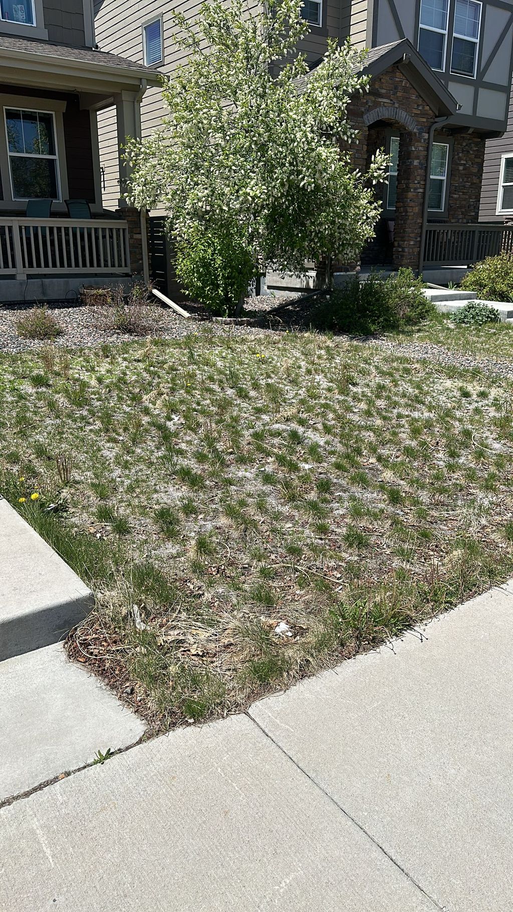 Sod Installation