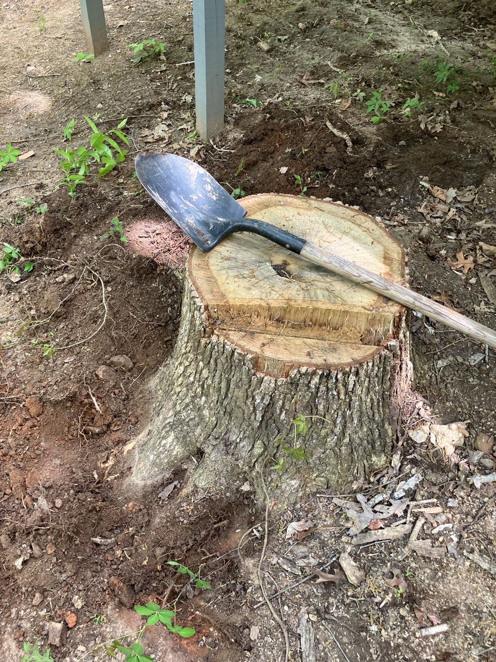 Stump removal 