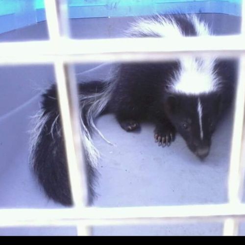 Trapped and relocated this pretty skunk.