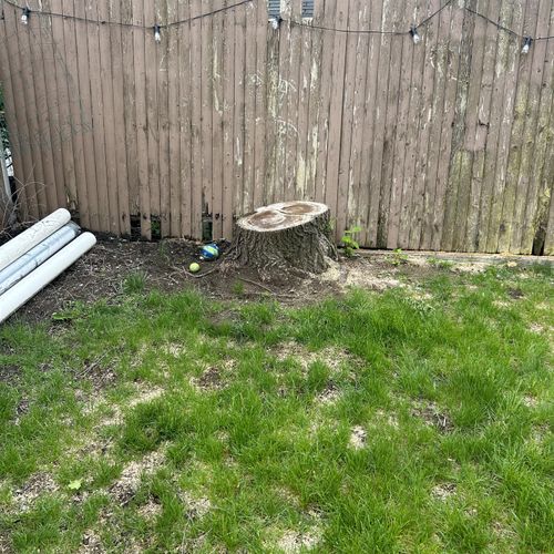 Tree Stump Grinding and Removal