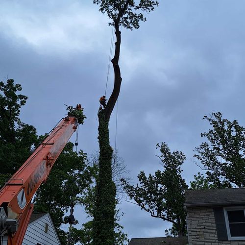 Tree Trimming and Removal