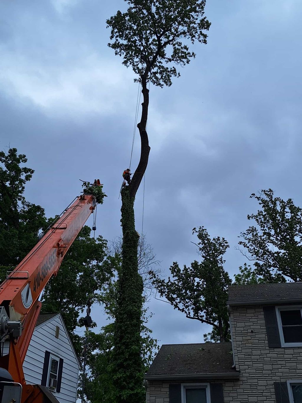 Tree Trimming and Removal