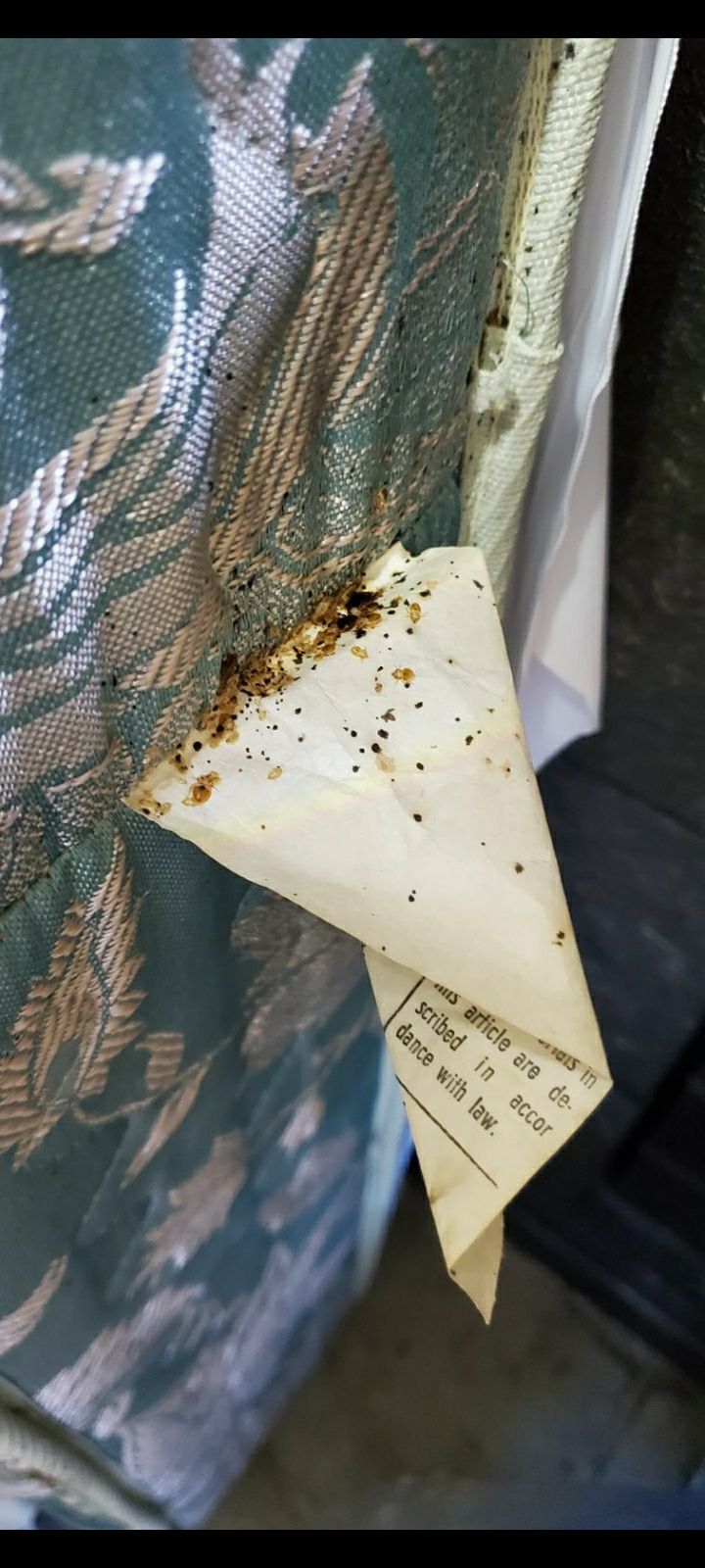 Bedbug inspection 