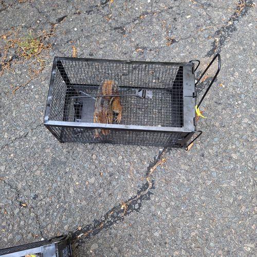 Rodent and Animal Removal