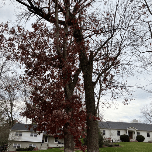 Tree Trimming and Removal