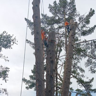Avatar for Brothers Tree Services